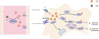 Copper-instigated modulatory cell mortality mechanisms and progress in oncological treatment investigations